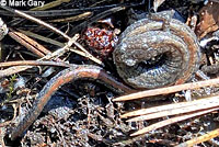 Inyo Mountains Slender Salamander