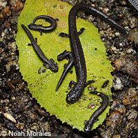 Inyo Mountains Slender Salamander