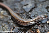 Inyo Mountains Slender Salamander