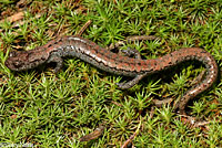 Kern Plateau Slender Salamander