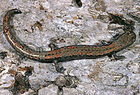 Kern Plateau Slender Salamander