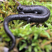 Kern Plateau Slender Salamander