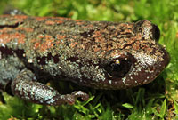 Kern Plateau Slender Salamander