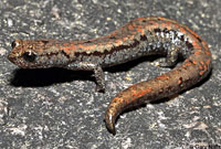 Kern Plateau Slender Salamander