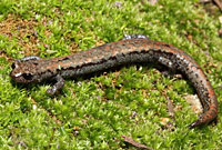 Kern Plateau Slender Salamander