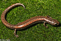 Fairview Slender Salamander
