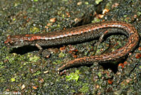 slender salamander