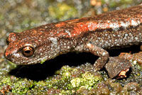 Kern Canyon Slender Salamander