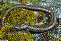 Kern Canyon Slender Salamander