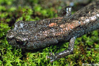 Kern Canyon Slender Salamander