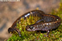 Relictual Slender Salamander