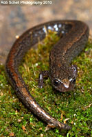 Relictual Slender Salamander