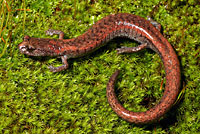 slender salamander