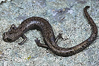 Tehachapi Slender Salamander