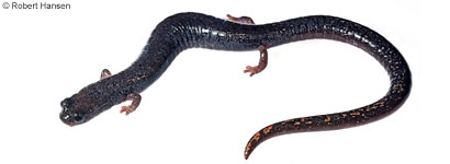 Lesser Slender Salamander