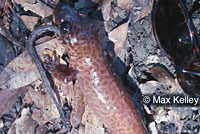 Max Kelley found this adult California Giant Salamander eating a large rodent, possibly a Wood Rat, one late November day. In this picture, only the rodent's long tail is still visible.  © Max Kelley