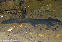 California Giant Salamander larva