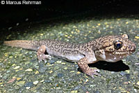 Coastal Giant Salamander