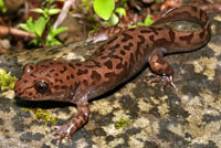 Coastal Giant Salamander