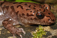 Coastal Giant Salamander