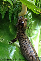 Coastal Giant Salamander