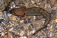 Coastal Giant Salamander larva