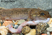 Coastal Giant Salamander neotene