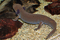 Coastal Giant Salamander neotene