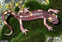 Yellow-blotched Ensatina