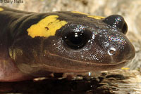 Yellow-blotched Ensatina