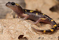 Yellow-blotched Ensatina