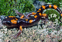 Yellow-blotched Ensatina