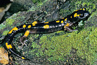 Yellow-blotched Ensatina