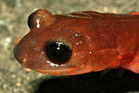 Monterey Ensatina