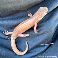 Monterey Ensatina