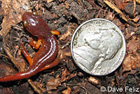 Monterey Ensatina