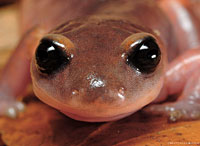 Monterey Ensatina