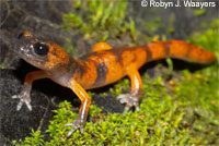 Large-blotched Ensatina