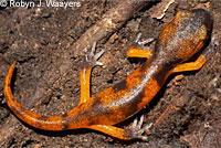 Large-blotched Ensatina