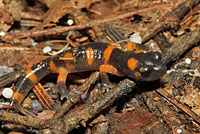 Large-blotched Ensatina