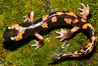 Large-blotched Ensatina