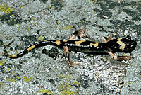 Large-blotched Ensatina