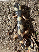 Large-blotched Ensatina