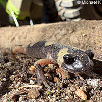 Large-blotched Ensatina