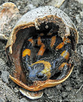 Large-blotched Ensatina