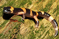 Large-blotched Ensatina