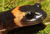 Large-blotched Ensatina