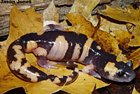 Large-blotched Ensatina