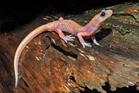 Large-blotched Ensatina