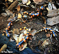Large-blotched Ensatina